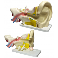 Модель “Вухо людини”